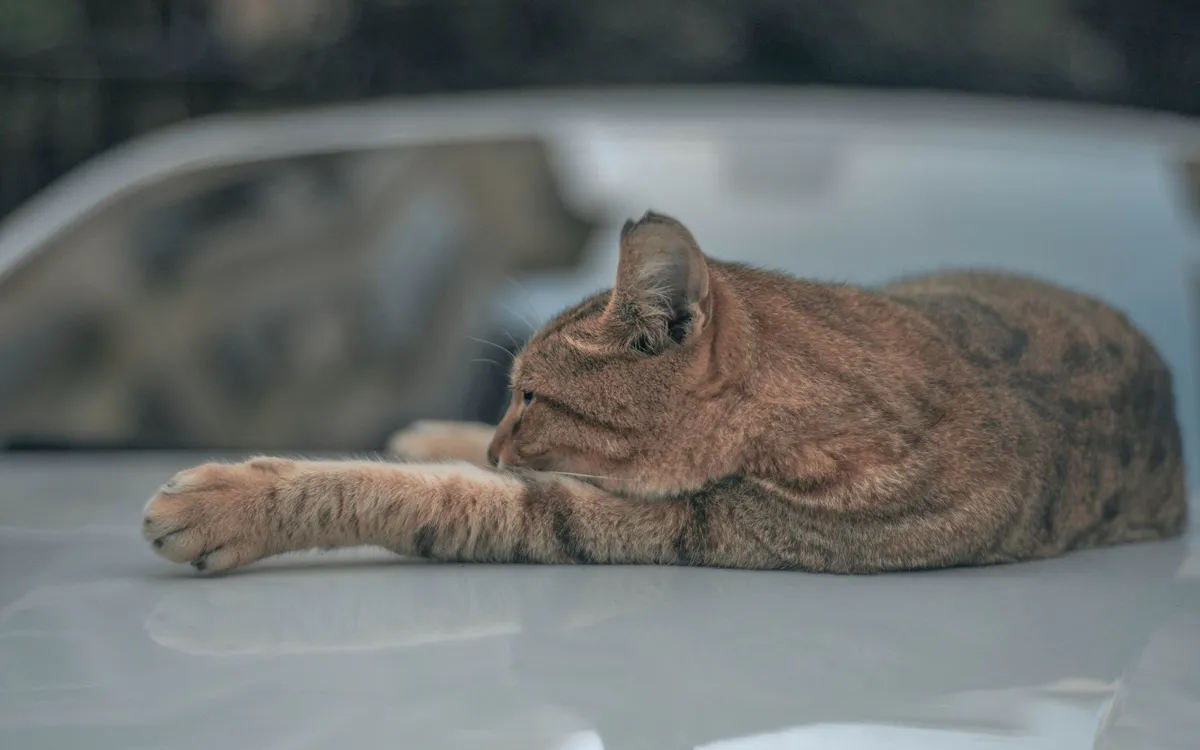 Why Do Cats Stretch So Much? The Surprising Reasons — PurrWise guide