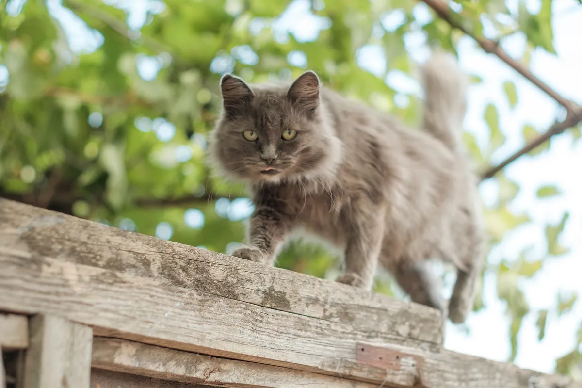 Why Do Cats' Tails Puff Up? Fear vs. Excitement — PurrWise guide