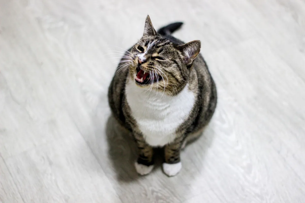 Why Do Cats Trill and Chirp? What These Sounds Really Mean — PurrWise guide