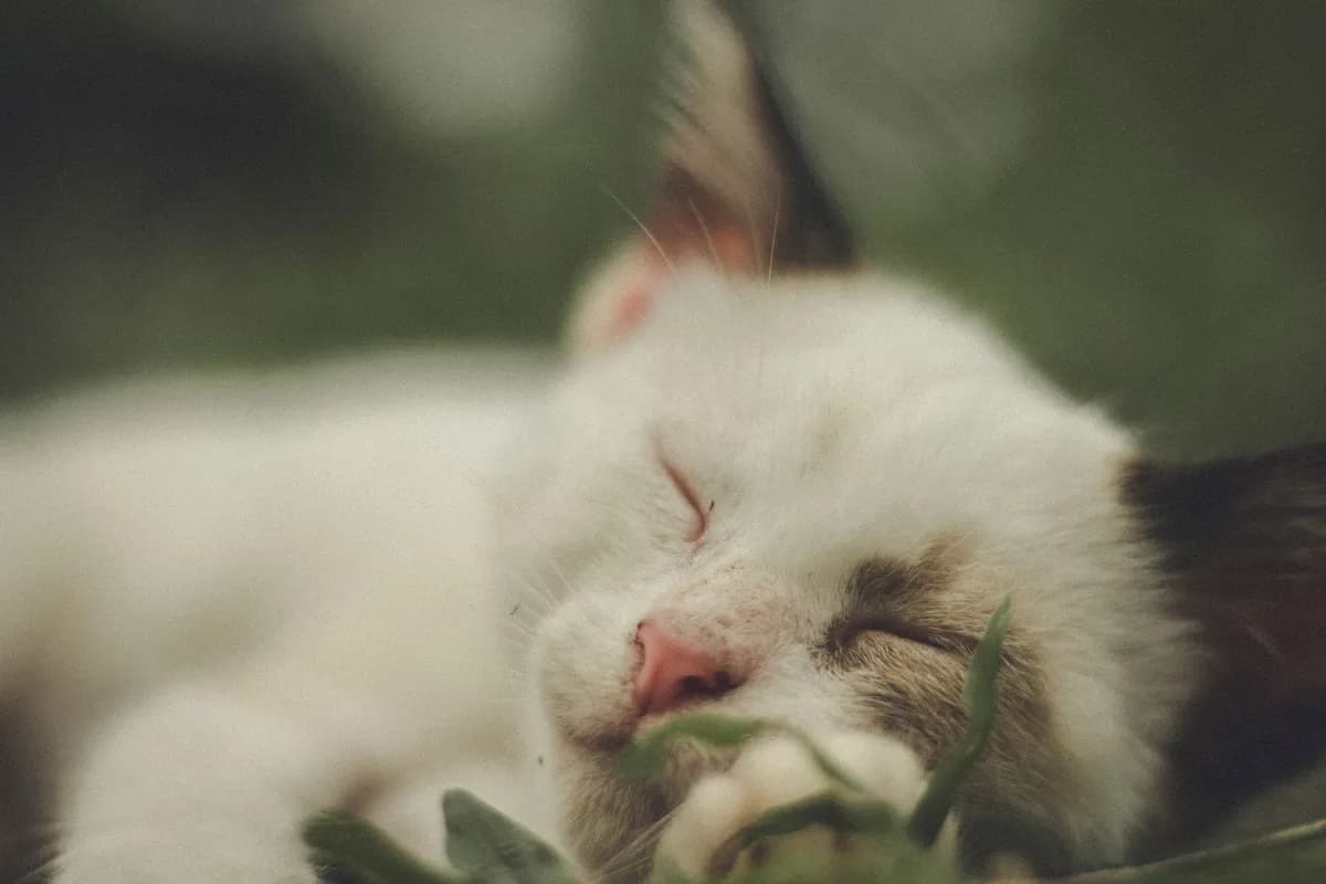 Why Do Cats Twitch in Their Sleep? What It Means — PurrWise guide