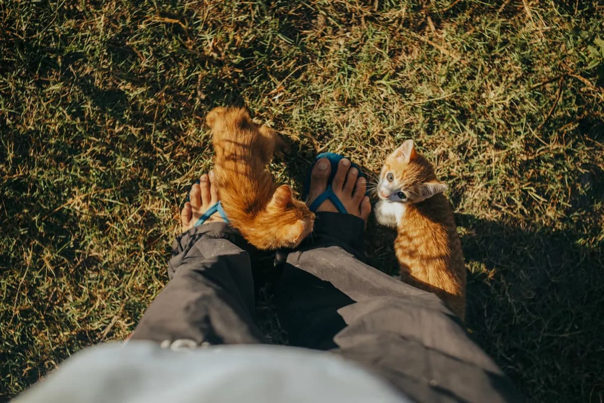 Why Does My Cat Attack My Feet? 5 Fixes for Foot Ambushes — PurrWise guide