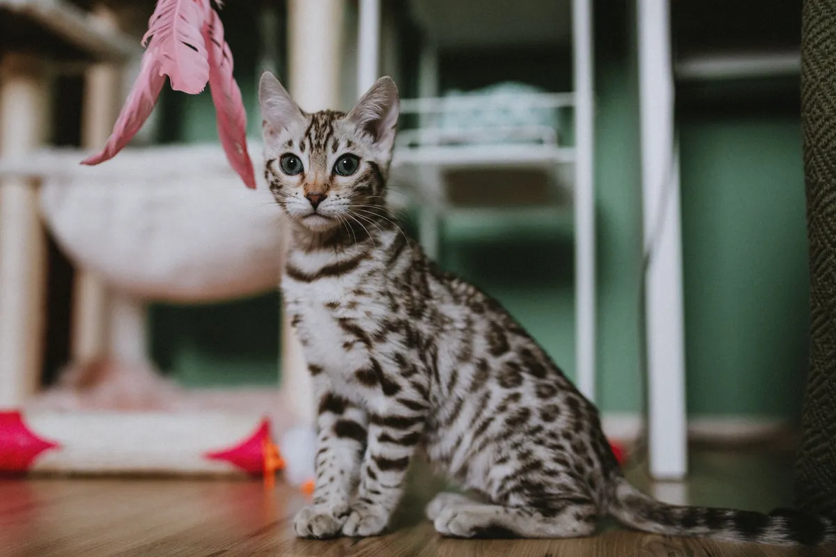 Why Does My Cat Bunny-Kick My Arm? (And How to Respond) — PurrWise guide