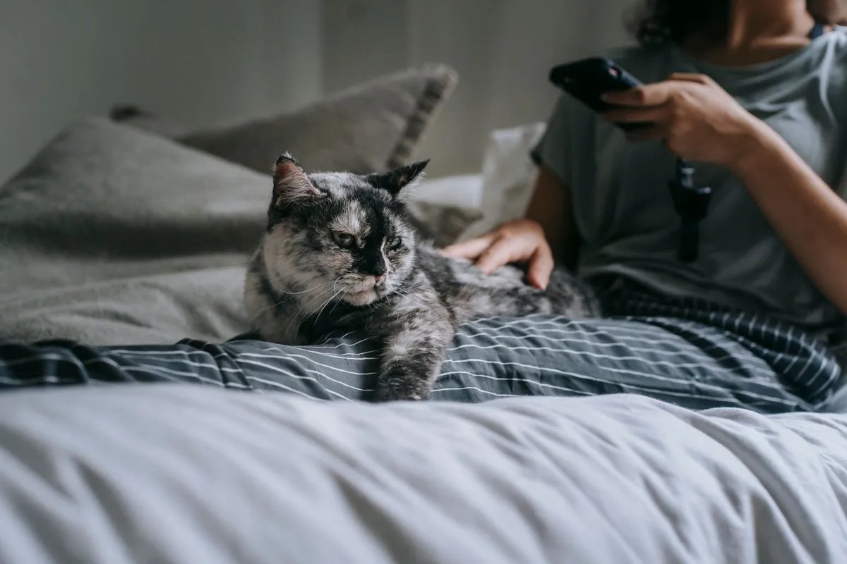 Why Does My Cat Follow Me Everywhere: Routine, Attention, and Security — PurrWise guide