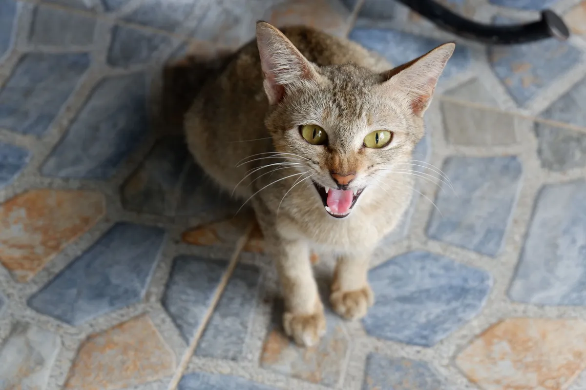 Why Does My Cat Growl? Understanding This Warning Signal — PurrWise guide