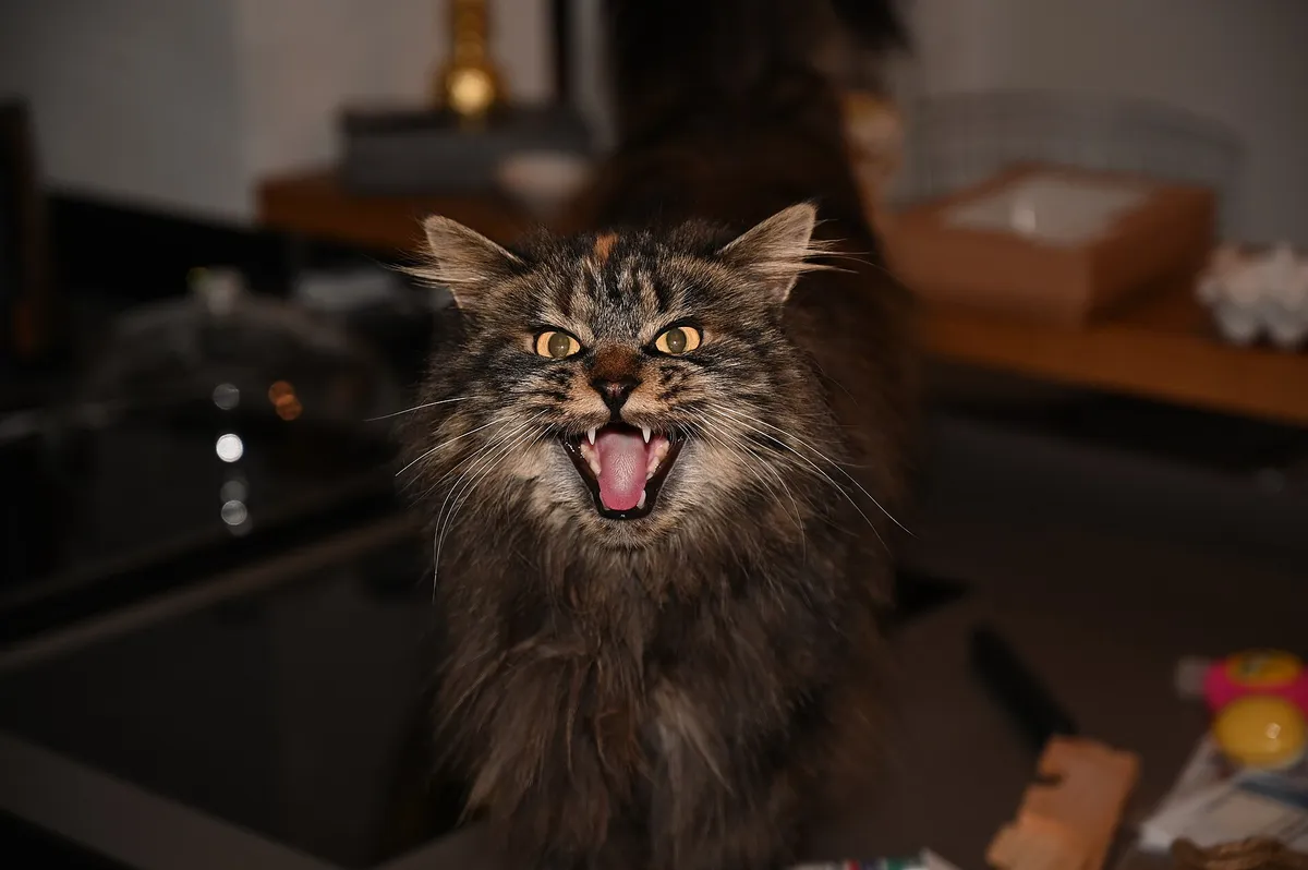 Why Does My Cat Meow So Much? What It Means — PurrWise guide