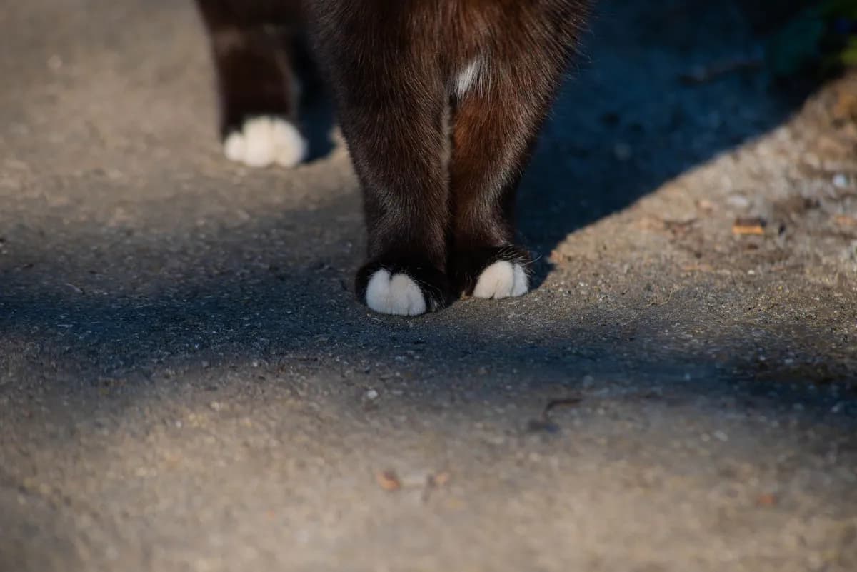 Why Does My Cat Rub Against My Legs? Here's What It Means — PurrWise guide