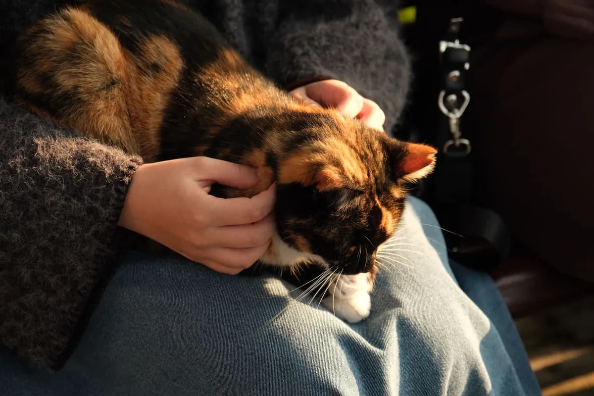 Why Does My Cat Sleep On Me? 7 Cozy Reasons Explained — PurrWise guide