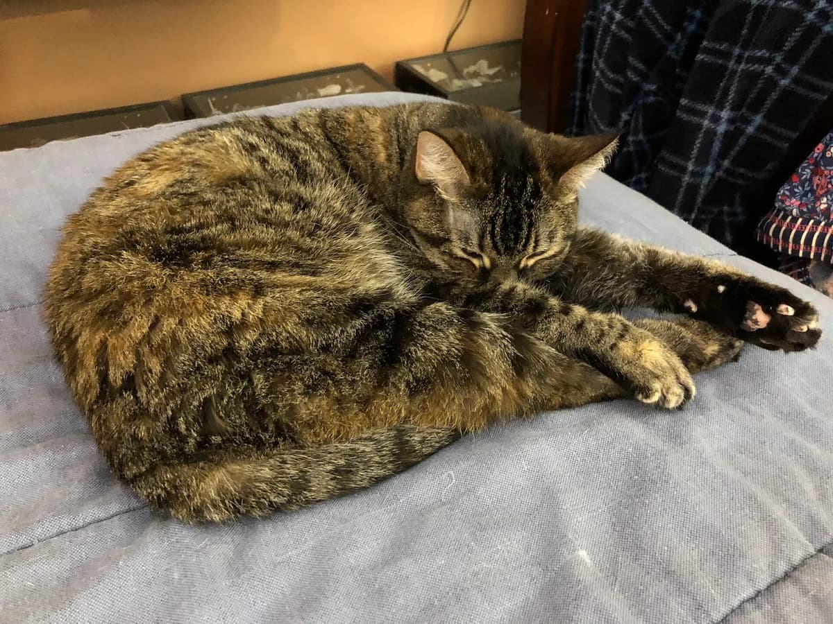Why Does My Cat Wake Me Up at Night and How Do I Stop It? — PurrWise guide