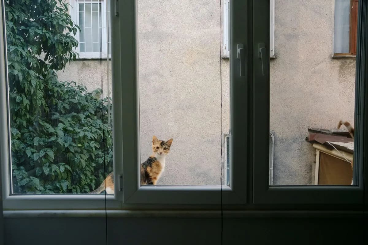 How to Keep Your Cat Safe Around Windows and Balconies? — PurrWise guide
