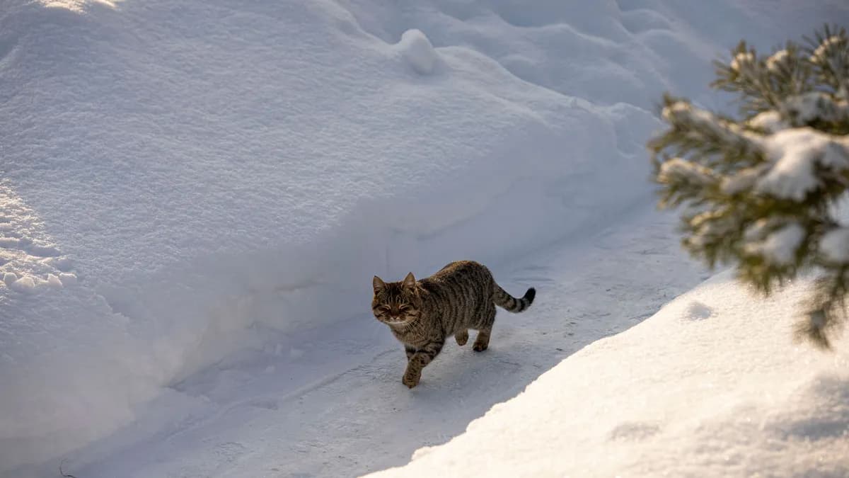 How Can I Keep Outdoor Cats Safe and Warm in Winter? — PurrWise guide