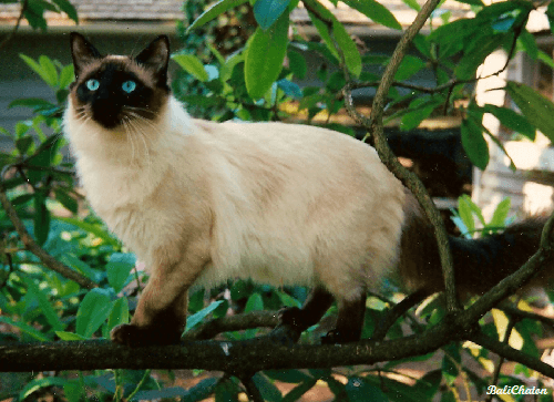 Balinese cat portrait