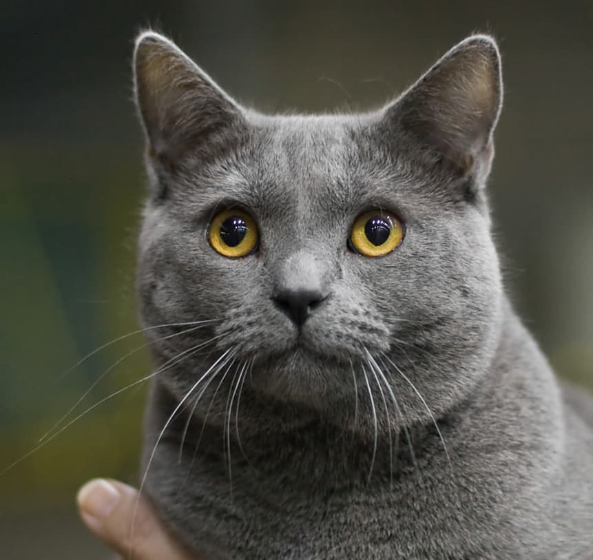 Chartreux cat portrait