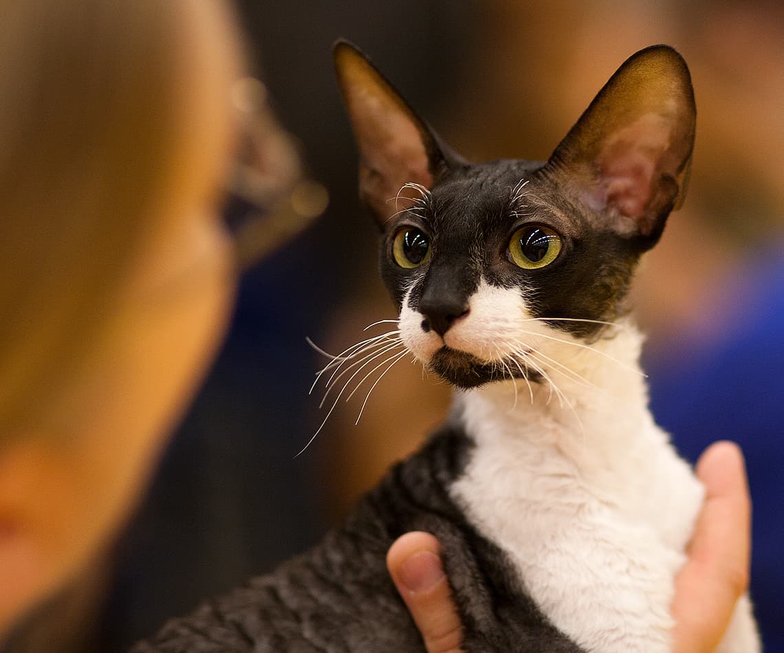 Cornish Rex cat portrait