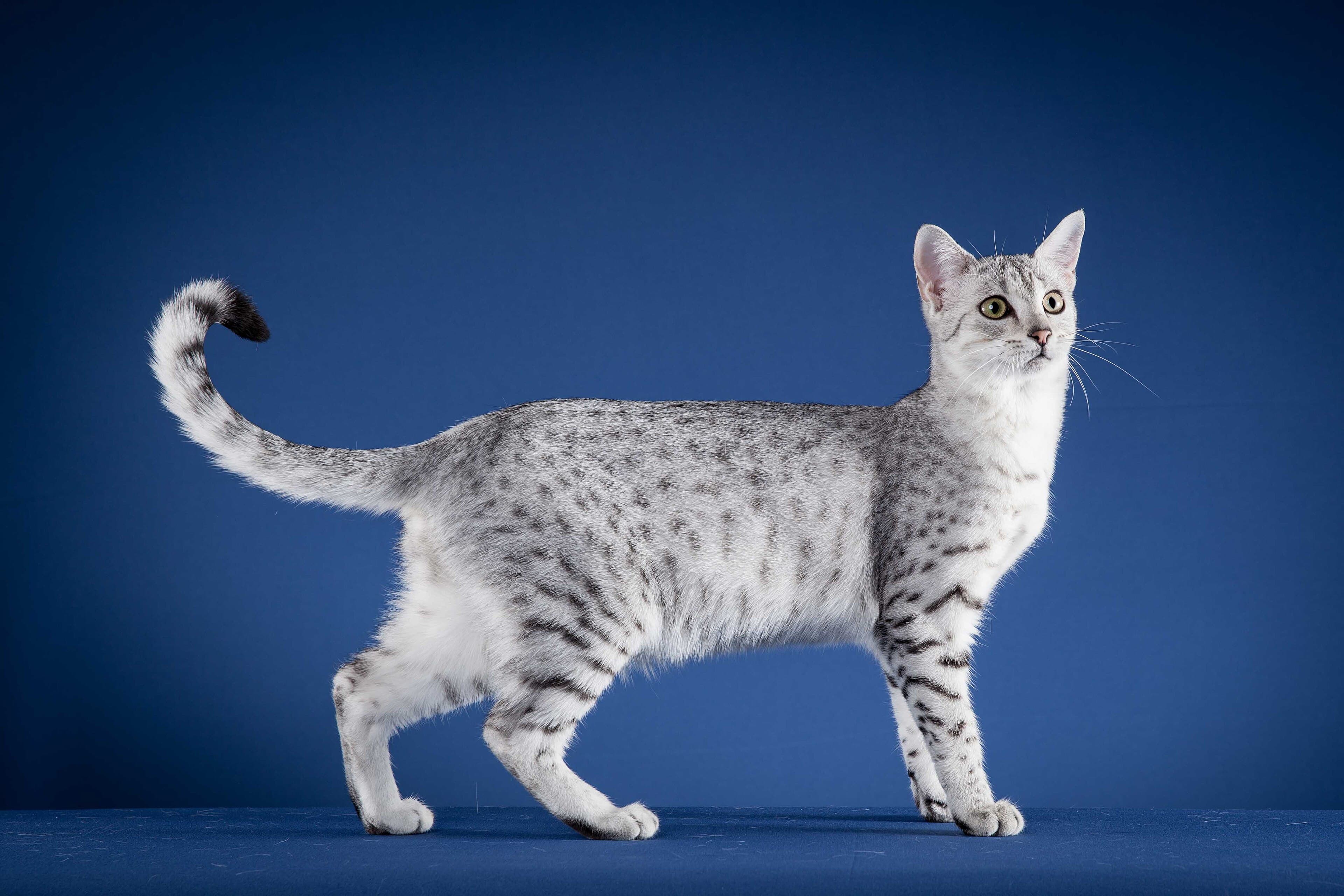 Egyptian Mau cat portrait