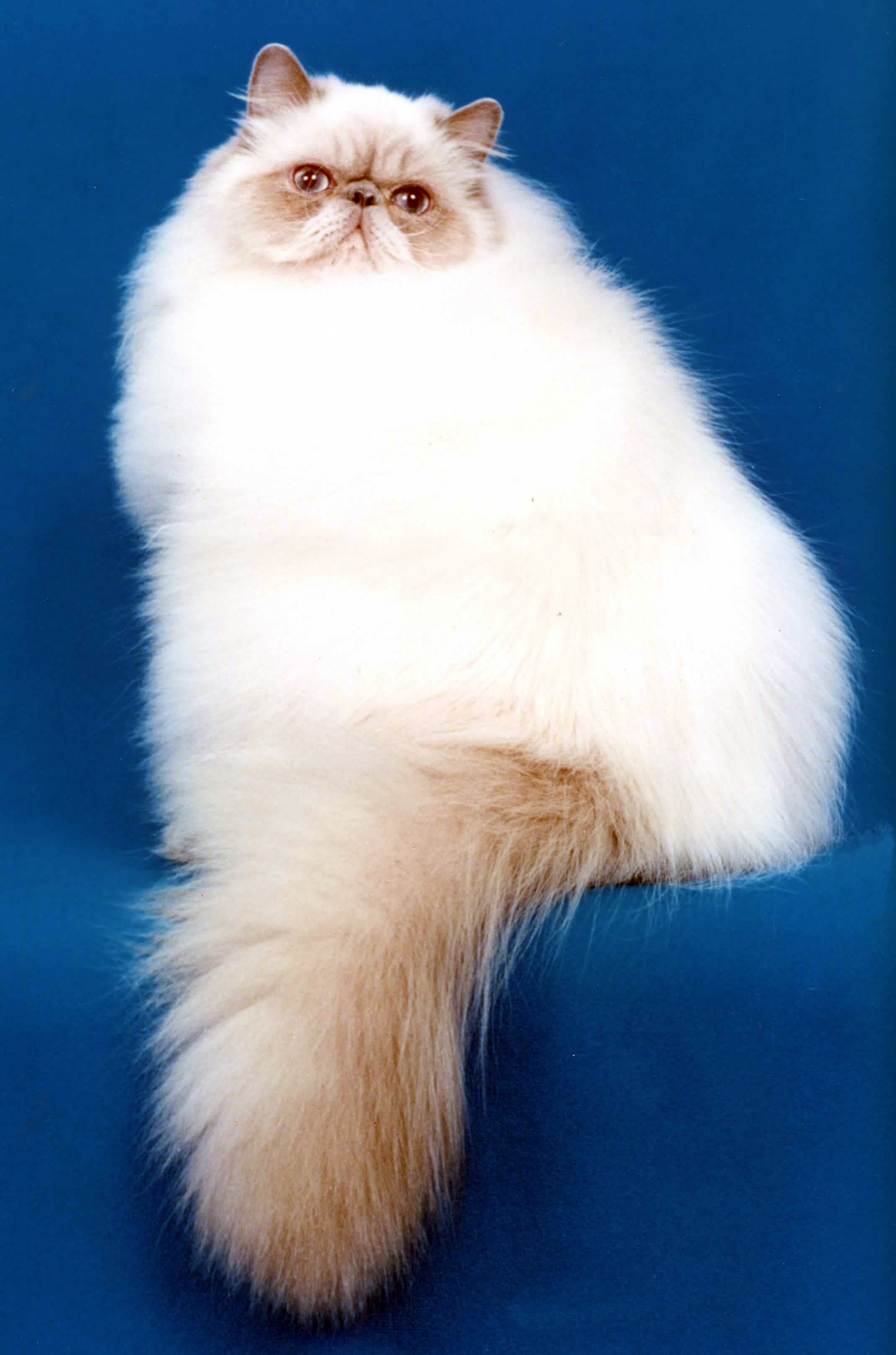 Himalayan cat portrait