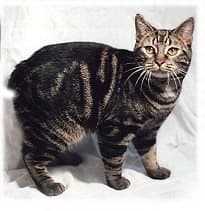 Manx cat portrait