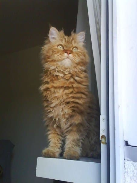 Selkirk Rex cat portrait