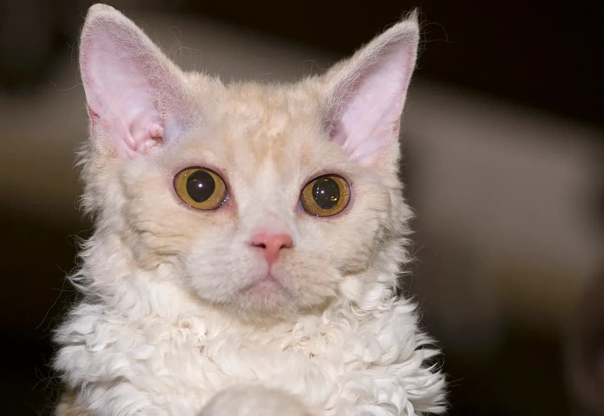 Selkirk Rex cat portrait