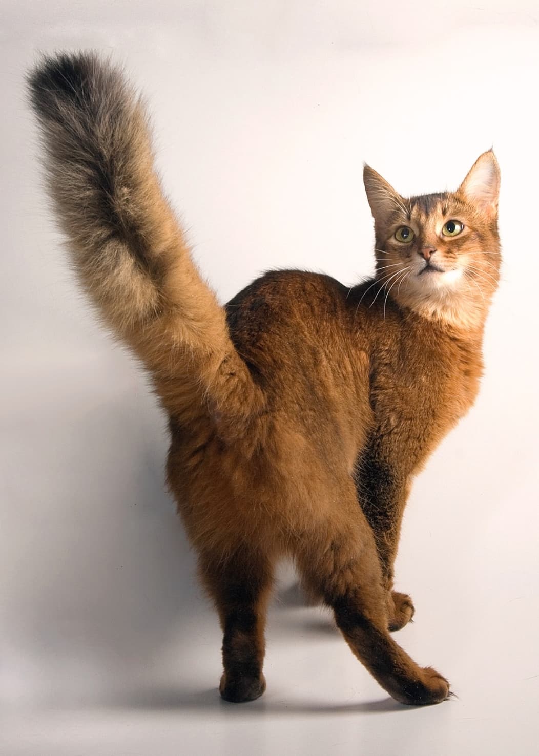 Somali cat portrait