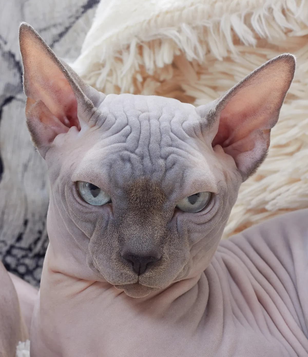Sphynx cat portrait