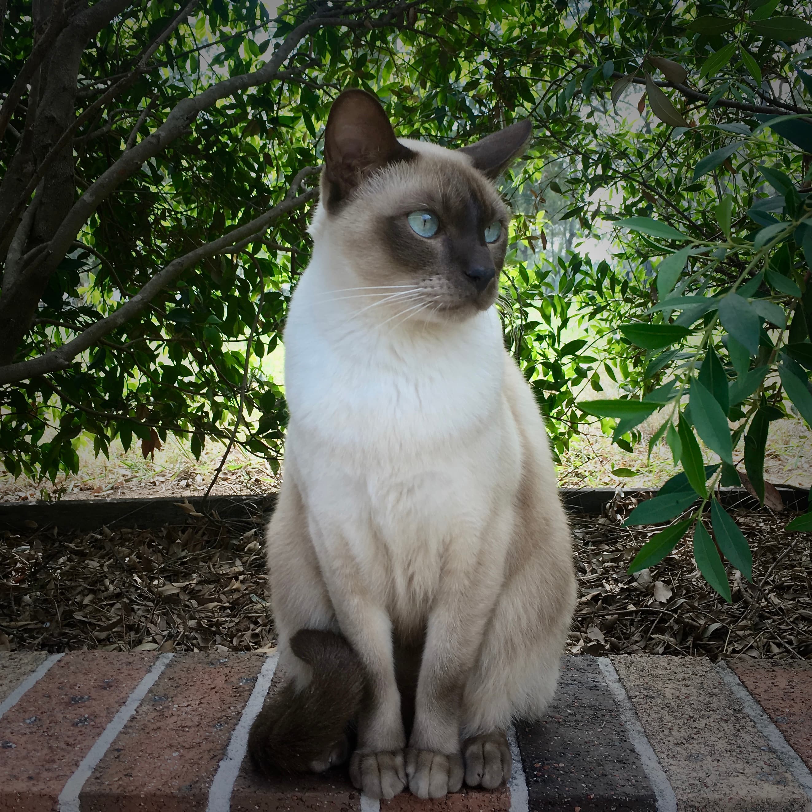 Tonkinese cat portrait