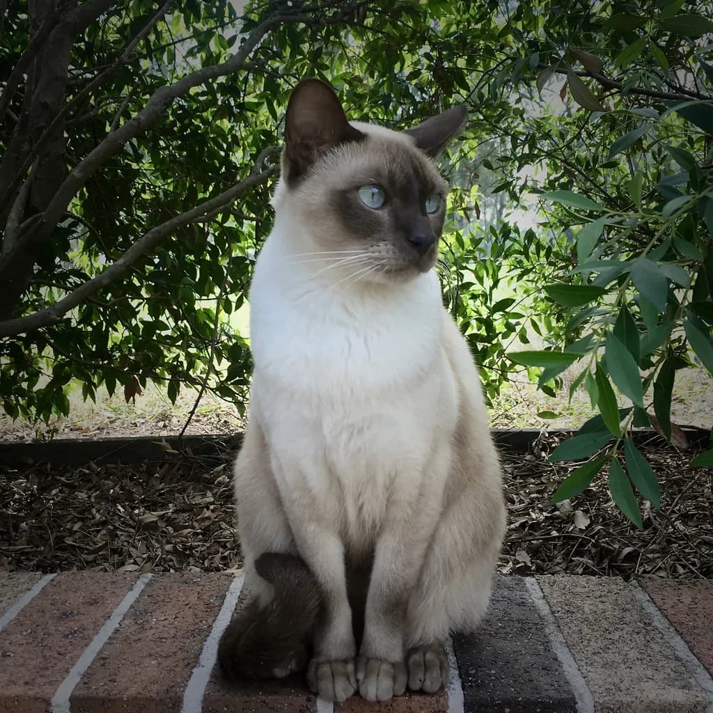 Tonkinese cat portrait