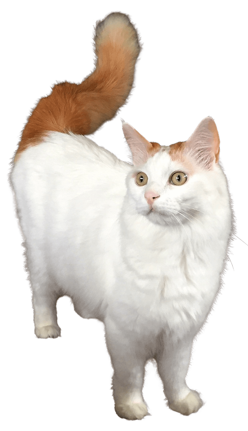 Turkish Van cat portrait