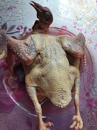 Plain skinless boiled chicken breast